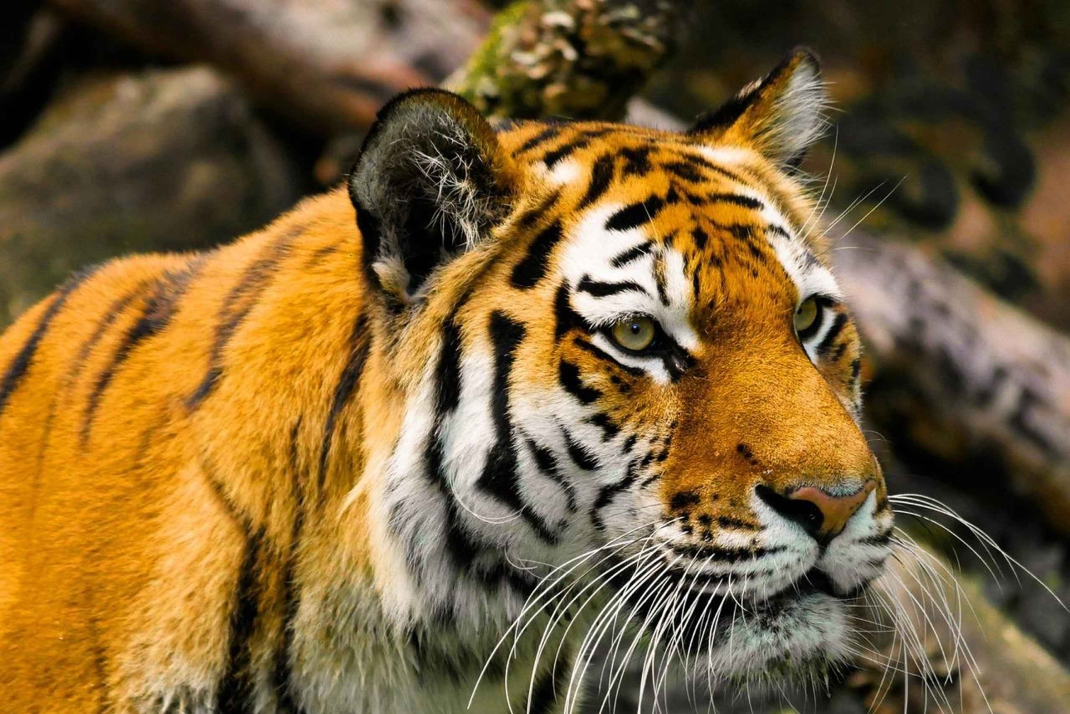 Vanuit Delhi: 5-daagse Gouden Driehoek, Safari & Vogels Tour