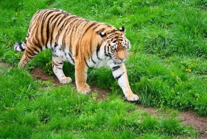 Vanuit Delhi: 5-daagse Gouden Driehoek, Safari & Vogels Tour