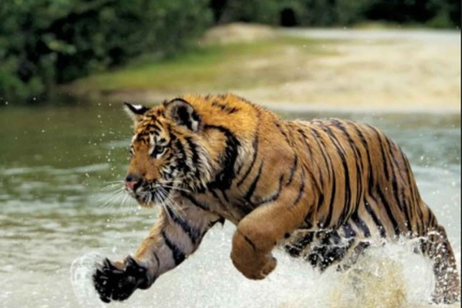 Desde Delhi: Excursión de 5 días al Triángulo de Oro con Ranthambore