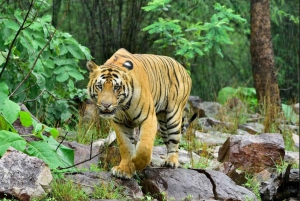 Desde Delhi: Excursión de 5 días al Triángulo de Oro con Ranthambore