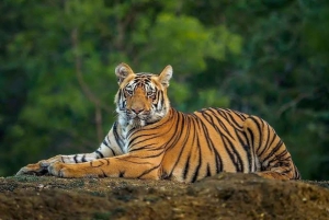Desde Delhi: Excursión de 5 días al Triángulo de Oro con Ranthambore