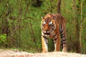 Desde Delhi: Excursión de 5 días al Triángulo de Oro con Ranthambore