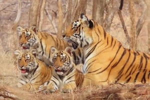 8-daagse Gouden Driehoek Tour met Ranthambore & Jhalana Safari