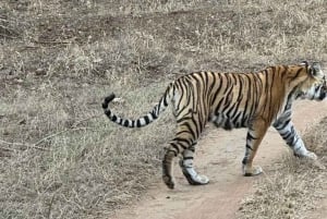 Excursão de 8 dias ao Triângulo Dourado com Ranthambore e Jhalana Safari