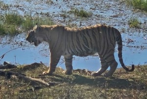 Excursão de 8 dias ao Triângulo Dourado com Ranthambore e Jhalana Safari
