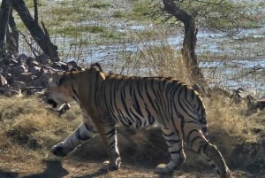 Excursão de 8 dias ao Triângulo Dourado com Ranthambore e Jhalana Safari
