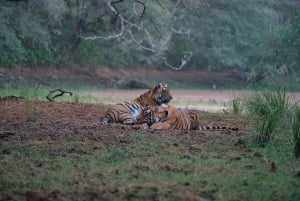 Excursão de 8 dias ao Triângulo Dourado com Ranthambore e Jhalana Safari