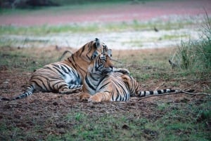 Excursão de 8 dias ao Triângulo Dourado com Ranthambore e Jhalana Safari