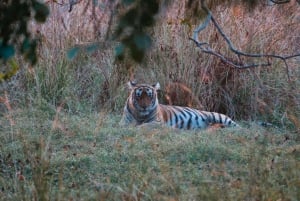 Excursão de 8 dias ao Triângulo Dourado com Ranthambore e Jhalana Safari