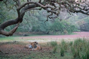 Excursão de 8 dias ao Triângulo Dourado com Ranthambore e Jhalana Safari