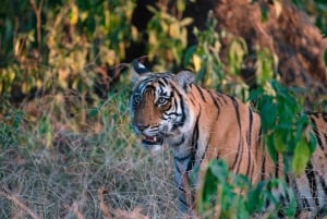 Excursão de 8 dias ao Triângulo Dourado com Ranthambore e Jhalana Safari