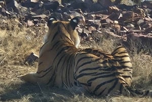 Excursão de 8 dias ao Triângulo Dourado com Ranthambore e Jhalana Safari