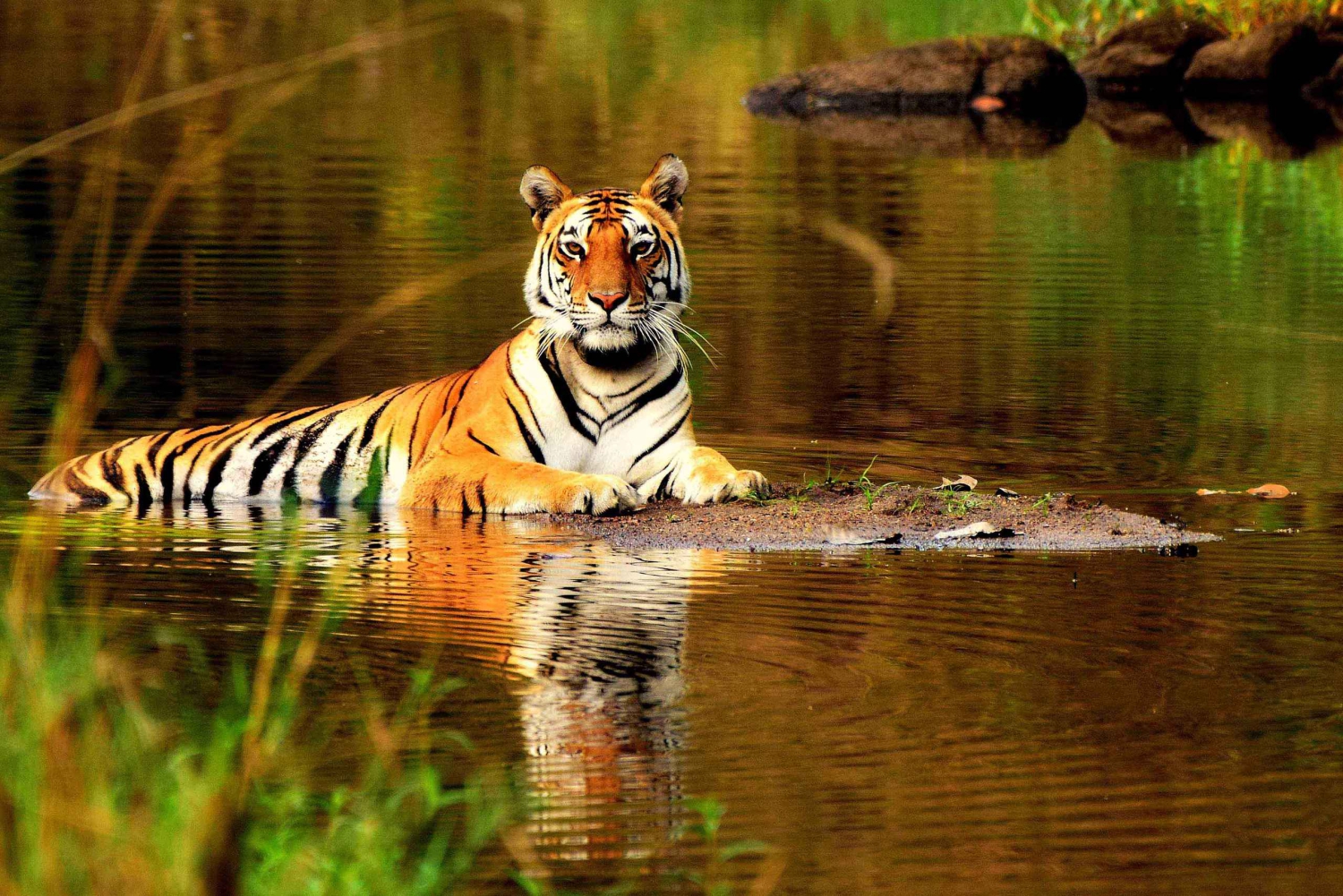 De Delhi: Tiger Safari de 5 dias e excursão ao Triângulo Dourado