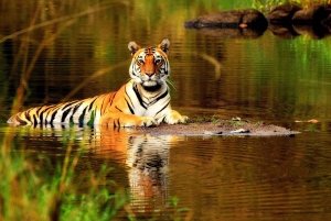 De Delhi: Tiger Safari de 5 dias e excursão ao Triângulo Dourado