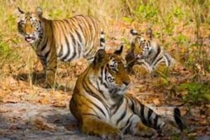 Da Delhi: Tour di 6 giorni del Triangolo d'Oro con Ranthambore