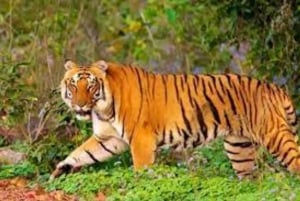 Da Delhi: Tour di 6 giorni del Triangolo d'Oro con Ranthambore