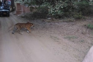 Fra Delhi: 5-dages tur til Den gyldne trekant med bil + afhentning + guide