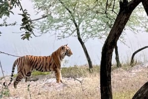 Fra Delhi: 5-dages tur til Den gyldne trekant med bil + afhentning + guide