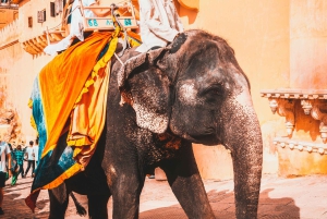 Von Delhi: All-Inclusive-Tagestour nach Jaipur mit dem Auto