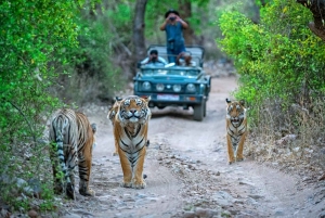 De Delhi: Delhi Ranthambore 3 dias tour particular