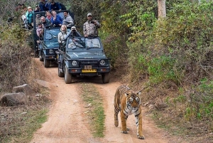 De Delhi: Delhi Ranthambore 3 dias tour particular