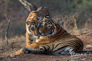 De Delhi: Delhi Ranthambore 3 dias tour particular