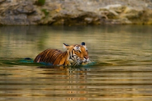 De Delhi: Delhi Ranthambore 3 dias tour particular
