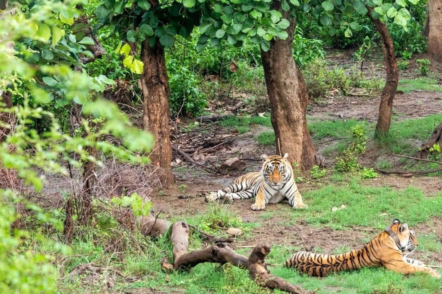 Von Delhi: Delhi Ranthambore 3 Tage Tour