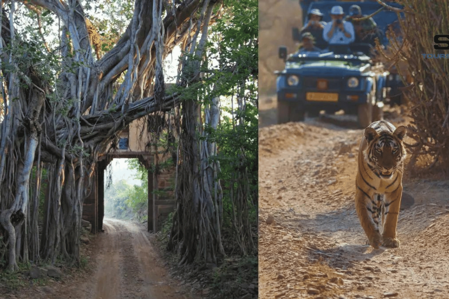 Von Delhi: Delhi Ranthambore 3 Tage Tour