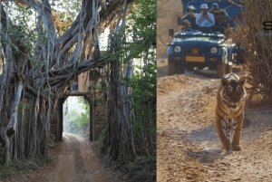 Von Delhi: Delhi Ranthambore 3 Tage Tour