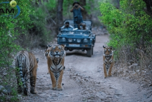 Von Delhi: Delhi Ranthambore 3 Tage Tour