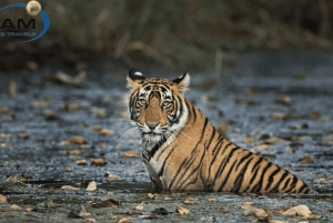 Von Delhi: Delhi Ranthambore 3 Tage Tour