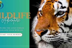 Von Delhi: Delhi Ranthambore 3 Tage Tour