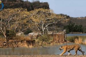 Von Delhi: Delhi Ranthambore 3 Tage Tour