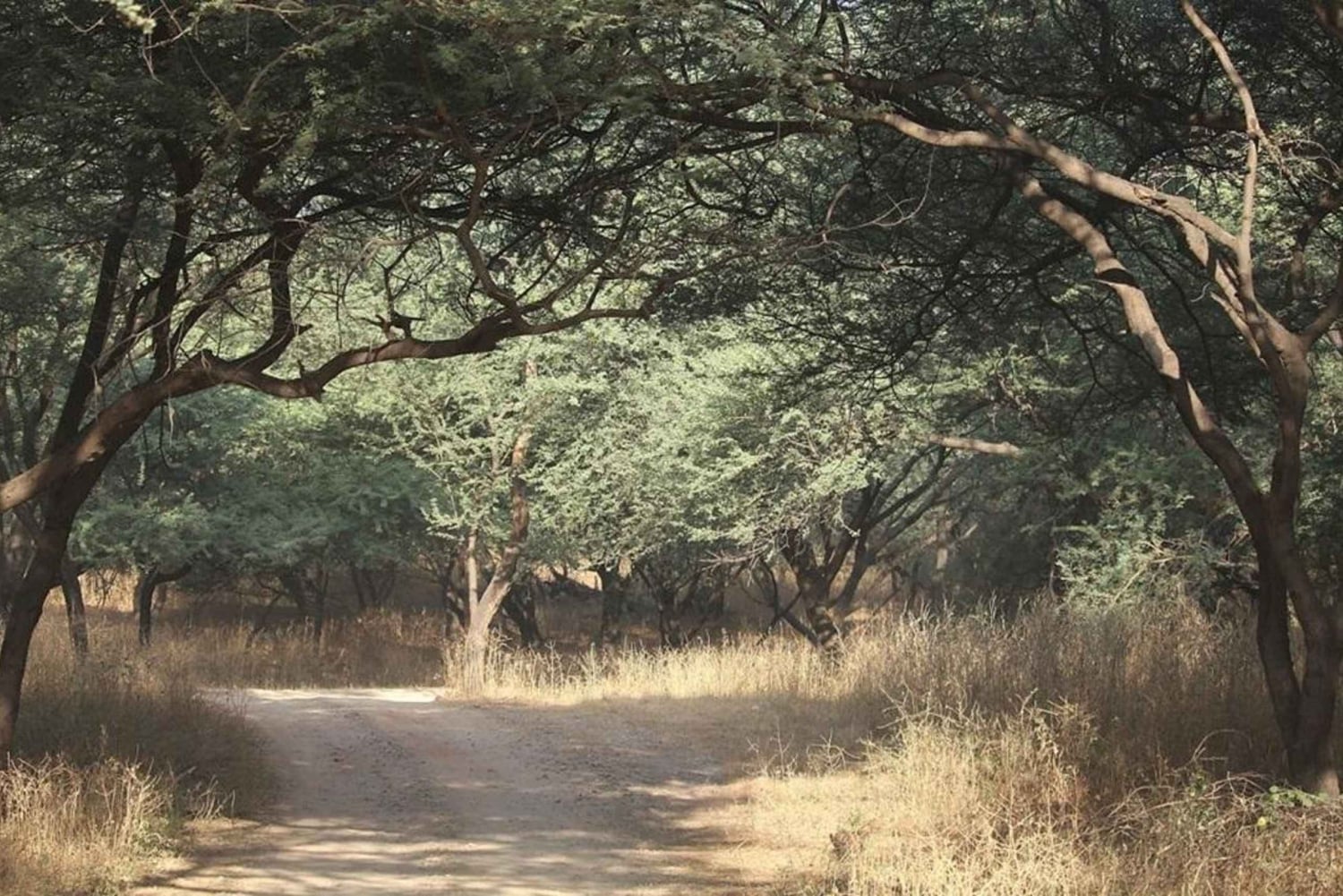 Da Delhi: Tour di Jaipur di un giorno intero con Jhalana Safari