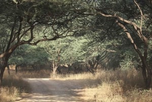 Da Delhi: Tour di Jaipur di un giorno intero con Jhalana Safari