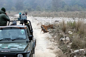 Z Delhi: kilkudniowa wycieczka po Złotym Trójkącie z safari na tygrysy