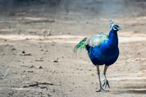 Z Delhi: kilkudniowa wycieczka po Złotym Trójkącie z safari na tygrysy