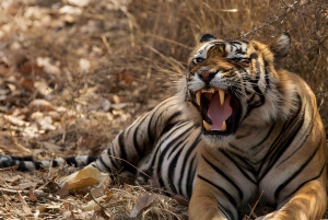 Desde Delhi: Triángulo Dorado y safari de tigres de Ranthambore de 4 días