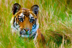 Desde Delhi: Triángulo Dorado y safari de tigres de Ranthambore de 4 días