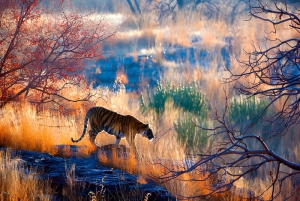 Desde Delhi: Triángulo Dorado y safari de tigres de Ranthambore de 4 días