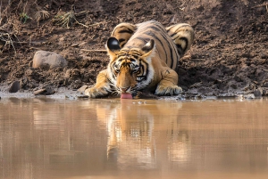 Desde Delhi: Triángulo Dorado y safari de tigres de Ranthambore de 4 días