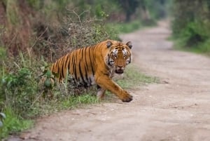 Desde Delhi: Triángulo Dorado y safari de tigres de Ranthambore de 4 días