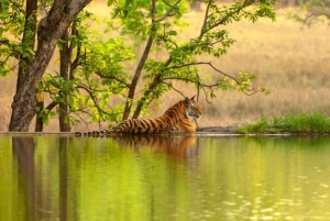 Desde Delhi: Triángulo Dorado y safari de tigres de Ranthambore de 4 días
