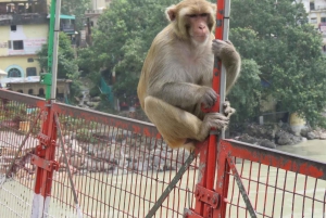 Desde Delhi: Tour del Triángulo Dorado con Rishikesh + Jim Corbett