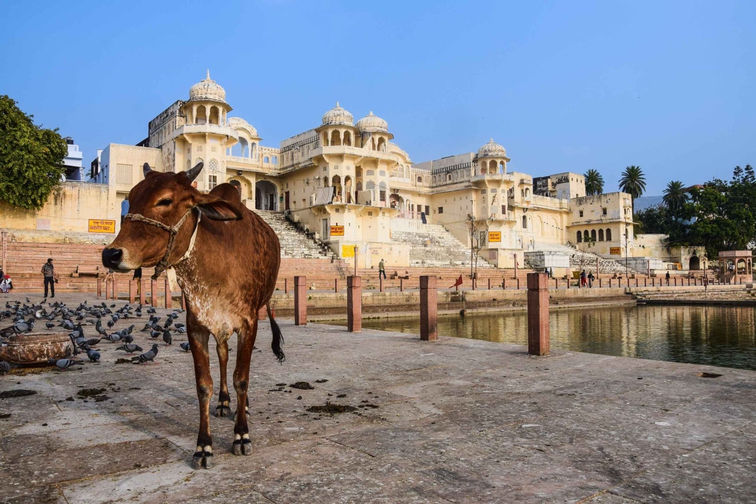 Fra Delhi: Privat dagstur til Jaipur med guide