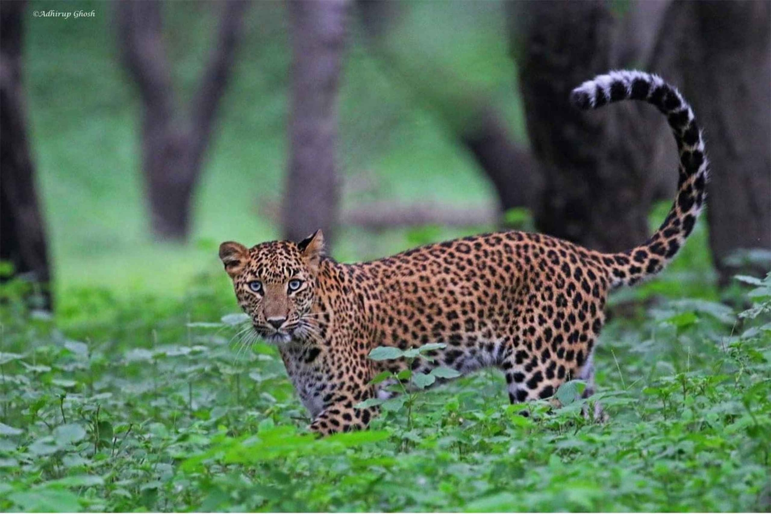 From Delhi: Jhalana Leopard Safari with Jaipur City Tour