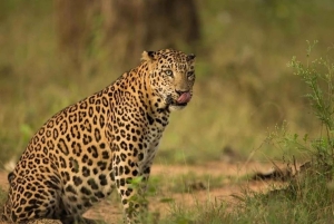From Delhi: Jhalana Leopard Safari with Jaipur City Tour