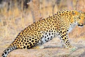 From Delhi: Jhalana Leopard Safari with Jaipur City Tour