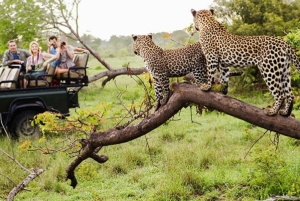 From Delhi: Jhalana Leopard Safari with Jaipur City Tour